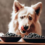 Czy pies może jeść borówki amerykańskie?