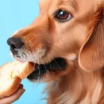 Czy pies może jeść chleb z masłem?