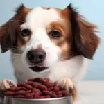 Czy pies może jeść fasolę?