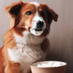 Czy pies może jeść twaróg?