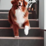 Jak nauczyć psa chodzić po schodach