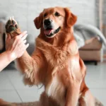Jak nauczyć psa dać łapę