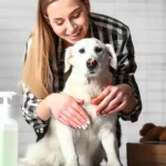Jak nauczyć psa higieny