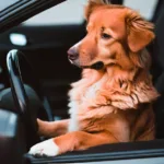 Jak nauczyć psa jazdy samochodem