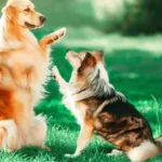 Jak nauczyć psa kontaktu z innymi psami