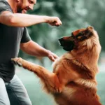 Jak nauczyć psa obrony właściciela
