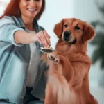 Jak nauczyć psa oddawania jedzenia