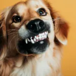 Jak nauczyć psa pokazywać zęby