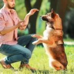 Jak nauczyć psa robić na dworze