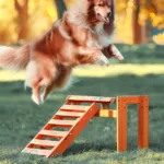 Jak nauczyć psa skakać przez przeszkody