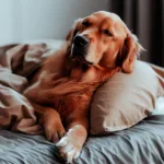 Jak nauczyć psa spać samemu