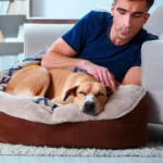 Jak nauczyć psa spać w legowisku