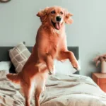 Jak nauczyć psa wskakiwać na łóżko