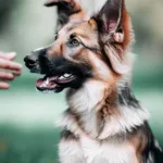 Szkolenie behawioralne psa
