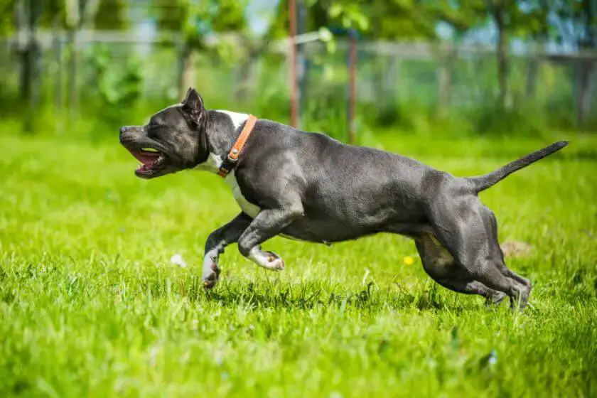 Amstaff błękitny biegnie po trawie