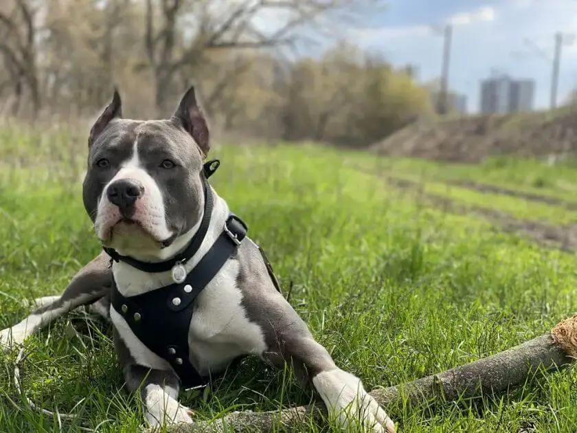 Amstaff blue leży z patykiem