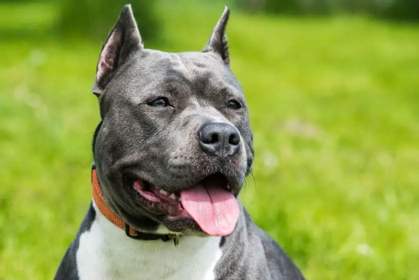 Amstaff blue portret