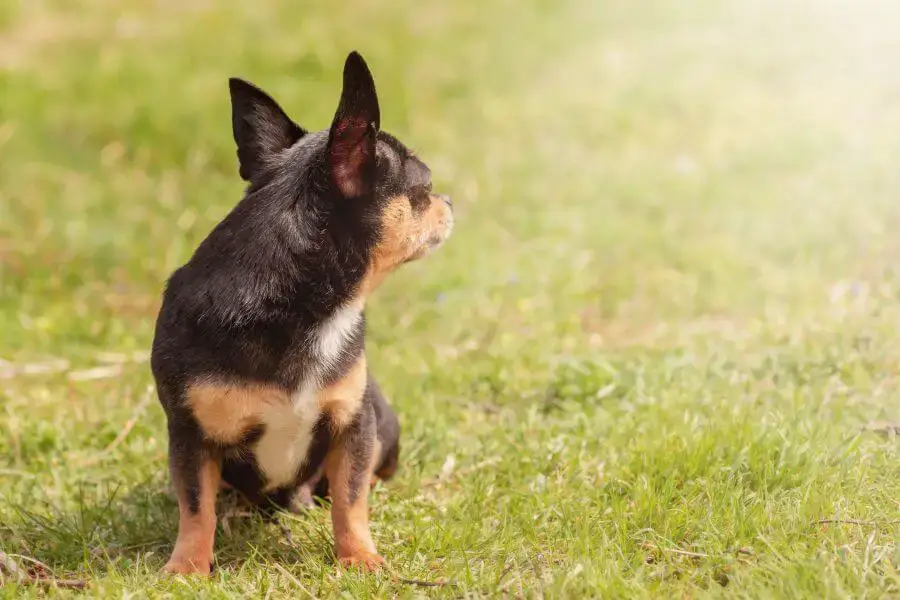 Chihuahua czarna podpalana na trawie