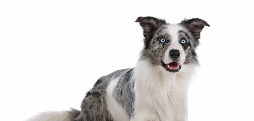 Border collie blue merle z niebieskimi oczami