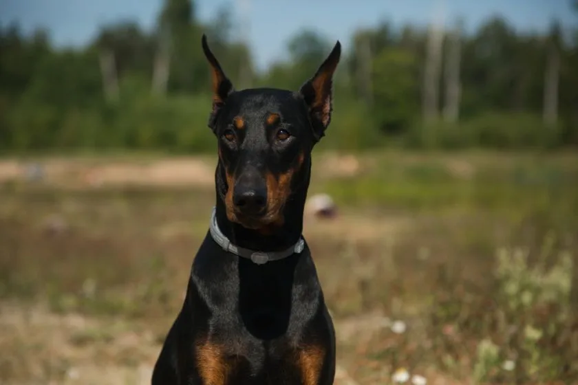 duży pinczer doberman