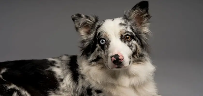 Border collie blue merle na szarym tle