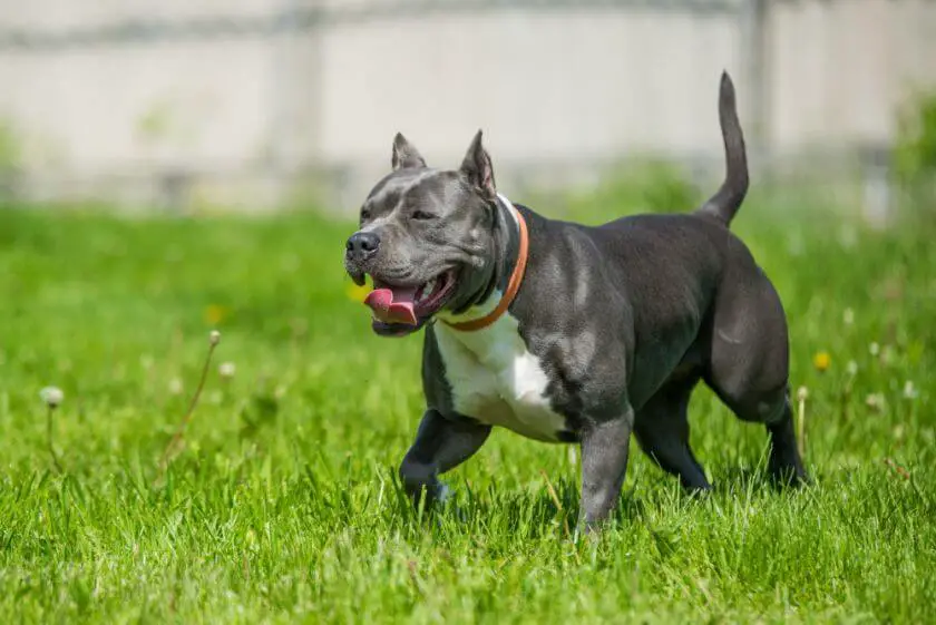 amstaff blue na trawie