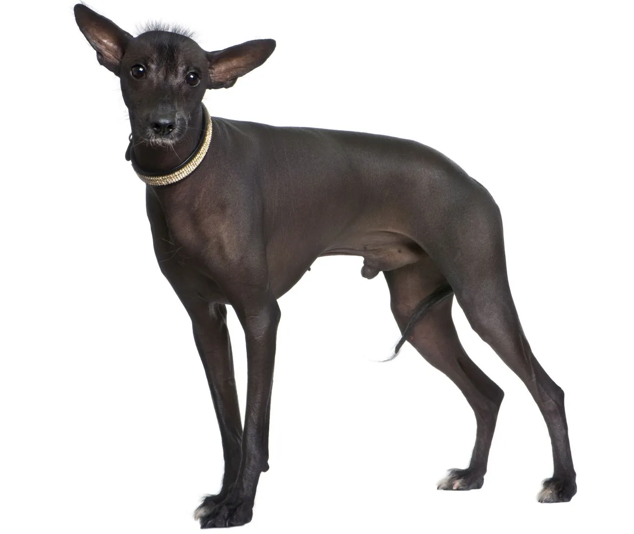Pies peruwiański – charakter 