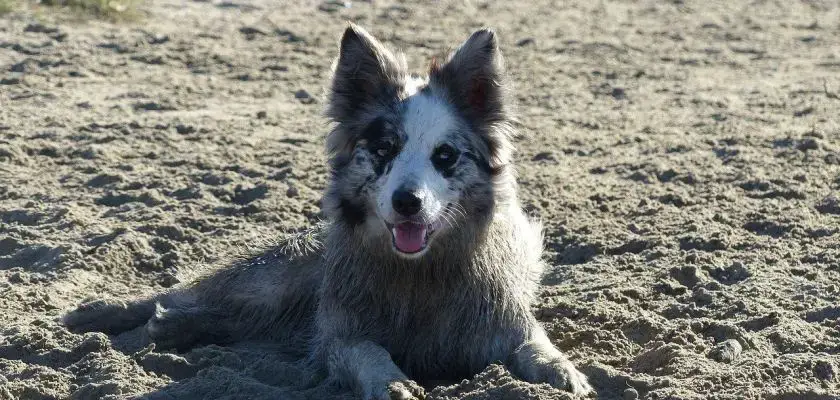 Border collie blue merle na plaży