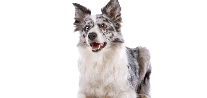 Border collie blue merle na białym tle