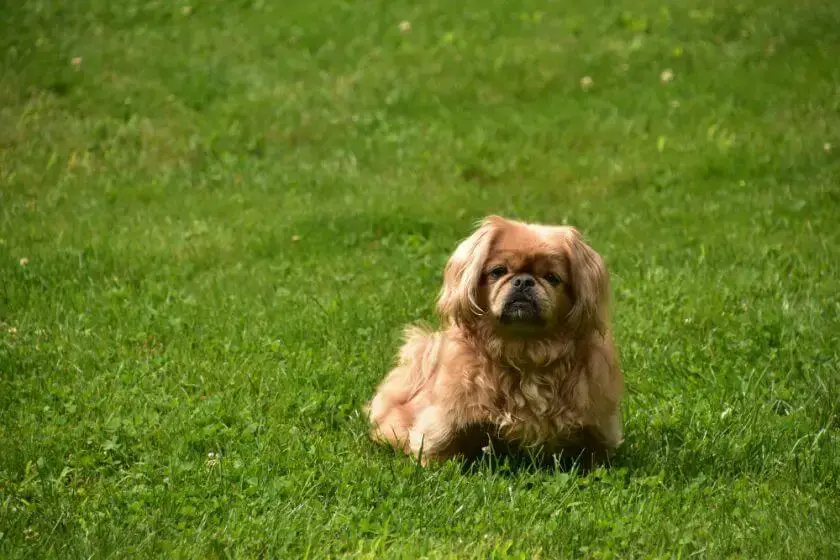Pies pekińczyk na trawie