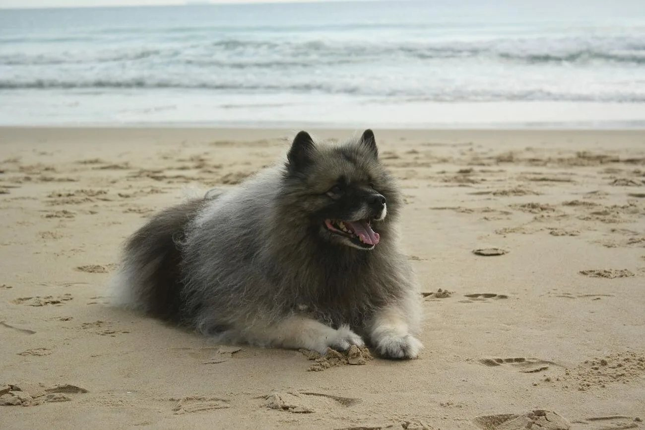 Szpic wilczy leży na plaży