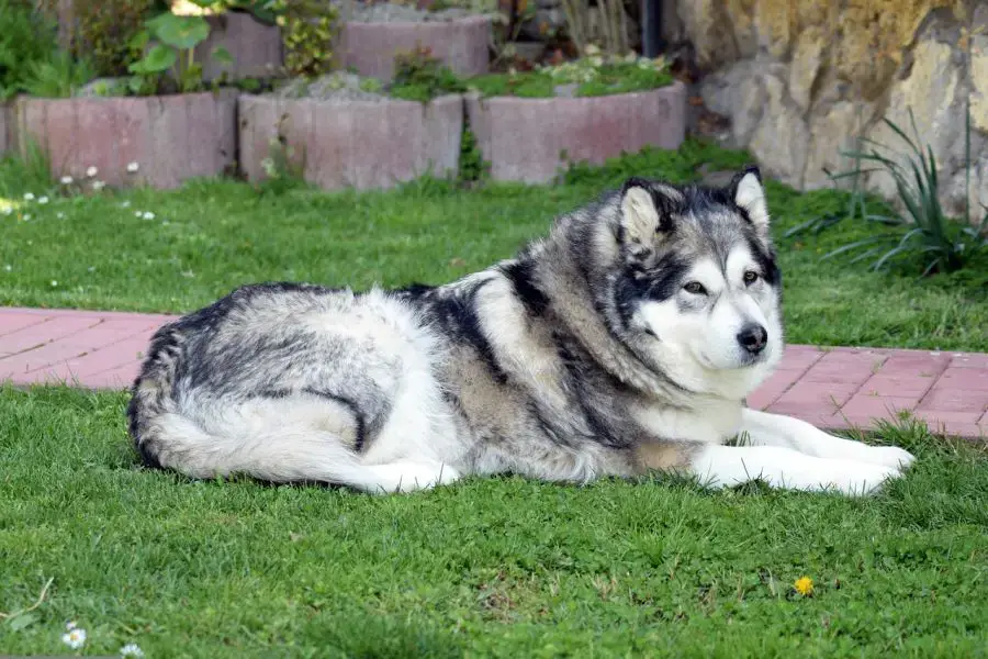 alaskan malamute szary pies leży na trawie