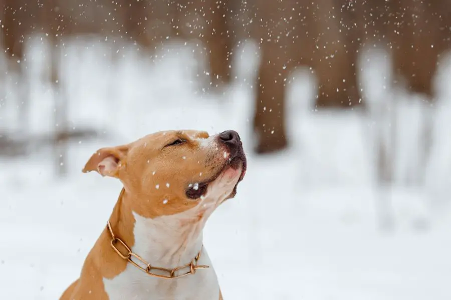 amstaff portret psa w śniegu