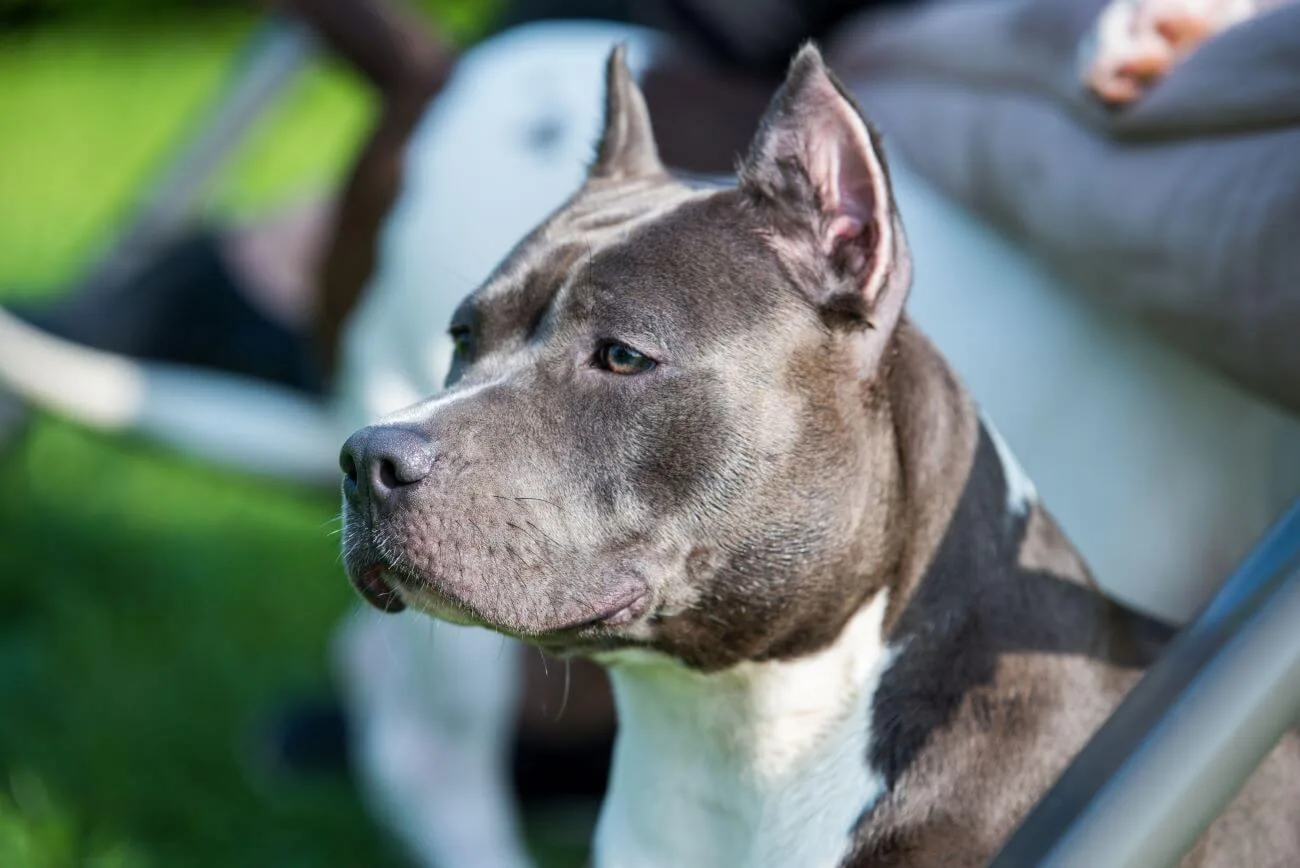 Amstaff szary – tajemnicze i niezwykłe umaszczenie | Dog Project