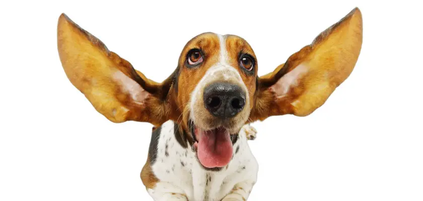 basset hound i jego uszy