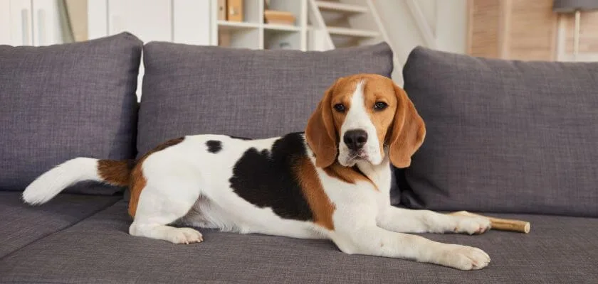 beagle leży na kanapie