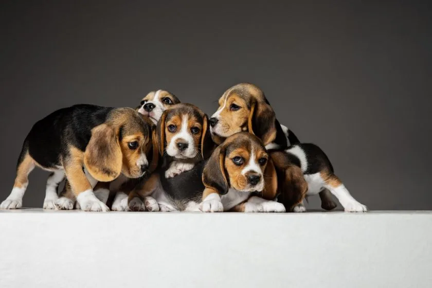 Beagle hodowla – co trzeba wiedzieć? 
