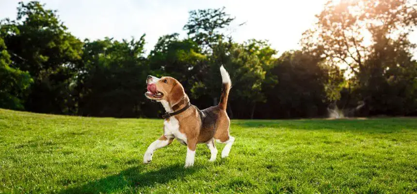 beagle na trawie