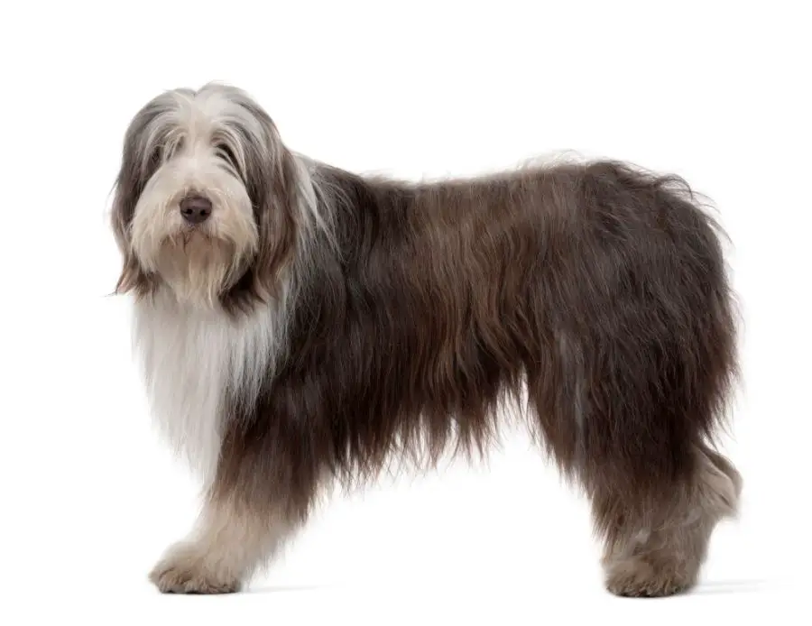 bearded collie dorosły pies stoi na białym tle