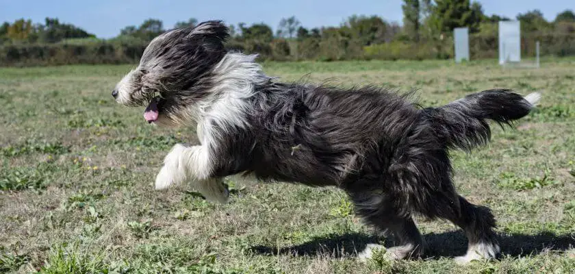 bearded collie biegnie po trawie