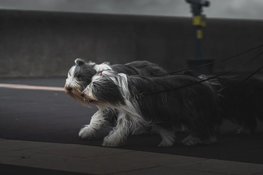 bearded collie dwa wystawowe psy