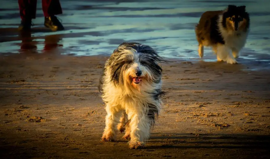 bearded collie biegnie mokry po plaży