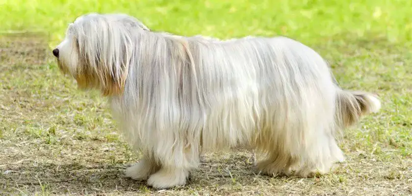 pies bearded collie stoi na trawie