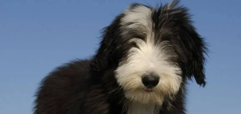 bearded collie szczeniak na tle nieba