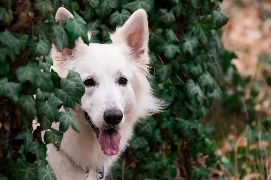 biały owczarek szwajcarski portret pies wygląda zza bluszczu