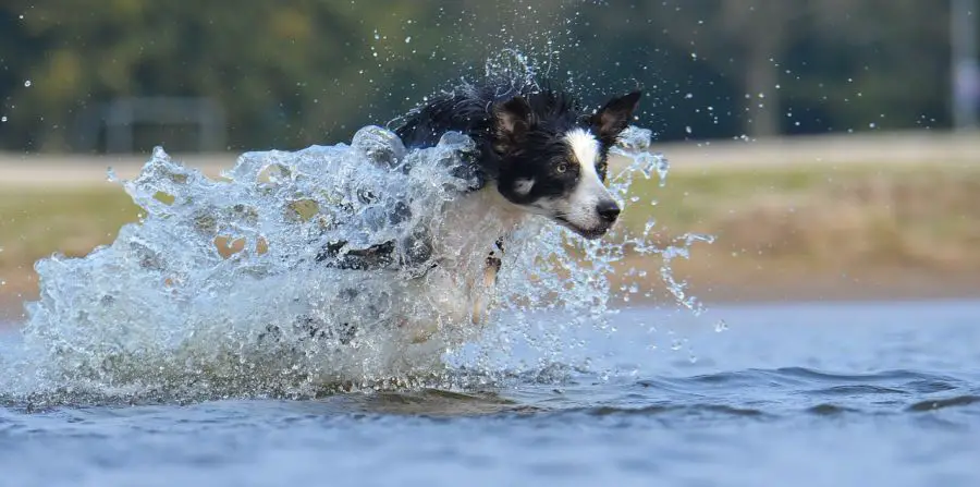 border collie pies biegnie w wodzie