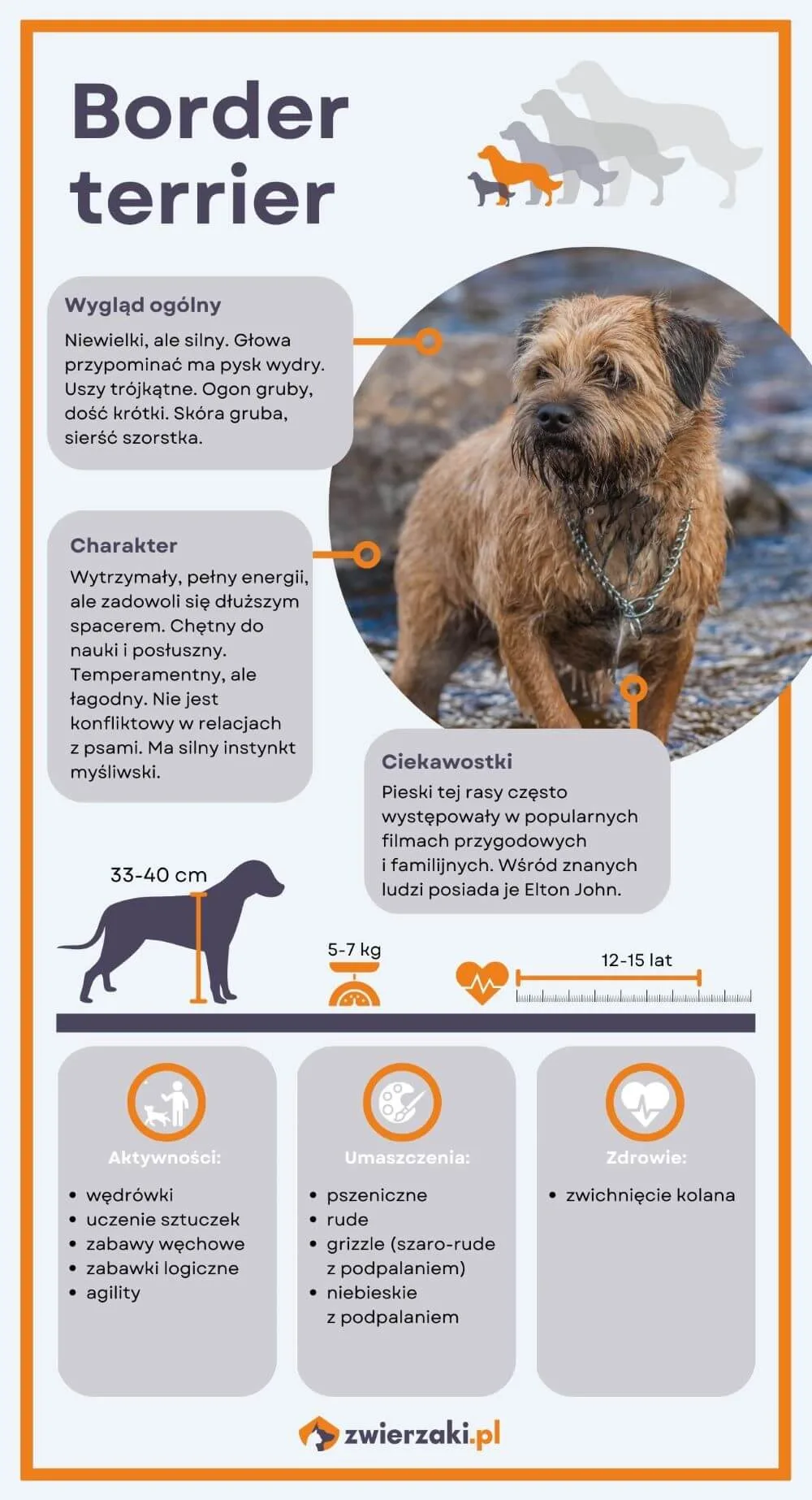 Border terrier infografika