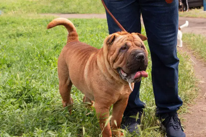 shar pei na spacerze