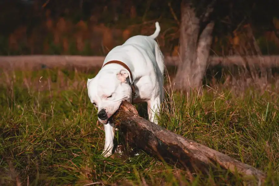 buldog amerykański pies gryzie wielką gałąź

