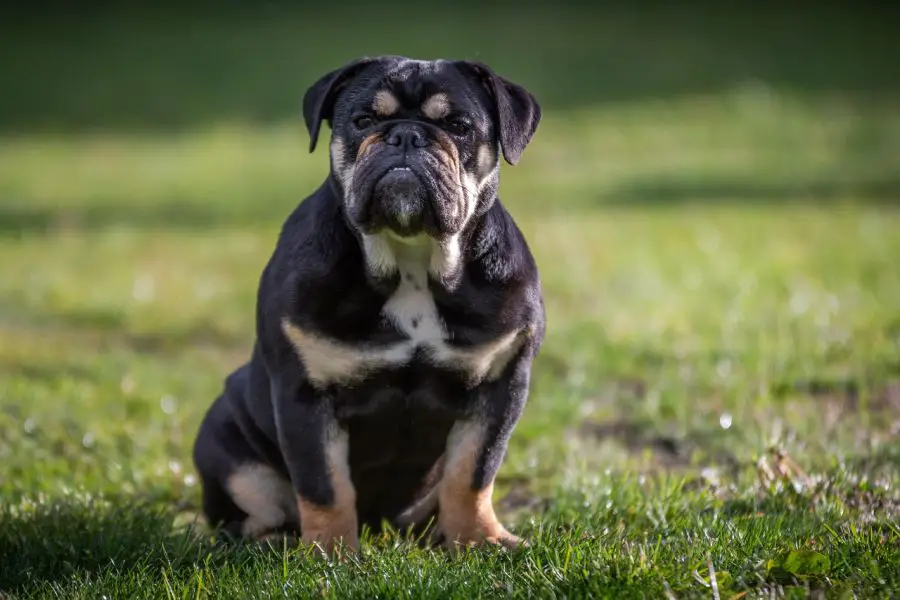 buldog angielski siedzi na trawniku